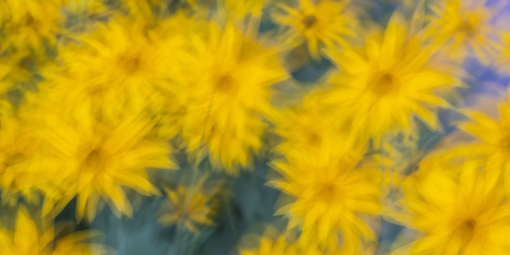 d_2020_08_2268 | Rudbeckia - Realisiert mit Pictrs.com