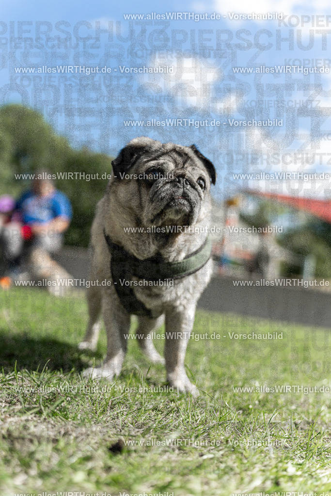 Hundeschwimmen_Volksbad_2026-allesWIRTHgut_Tierfotografie-2609061434-7R501134 | Professionelle Tierfotografie in Mönchengladbach von Daniel Wirth (allesWIRTHgut). Liebevolle & natürliche Bilder von Hunden & Katzen für unvergessliche Erinnerungen.