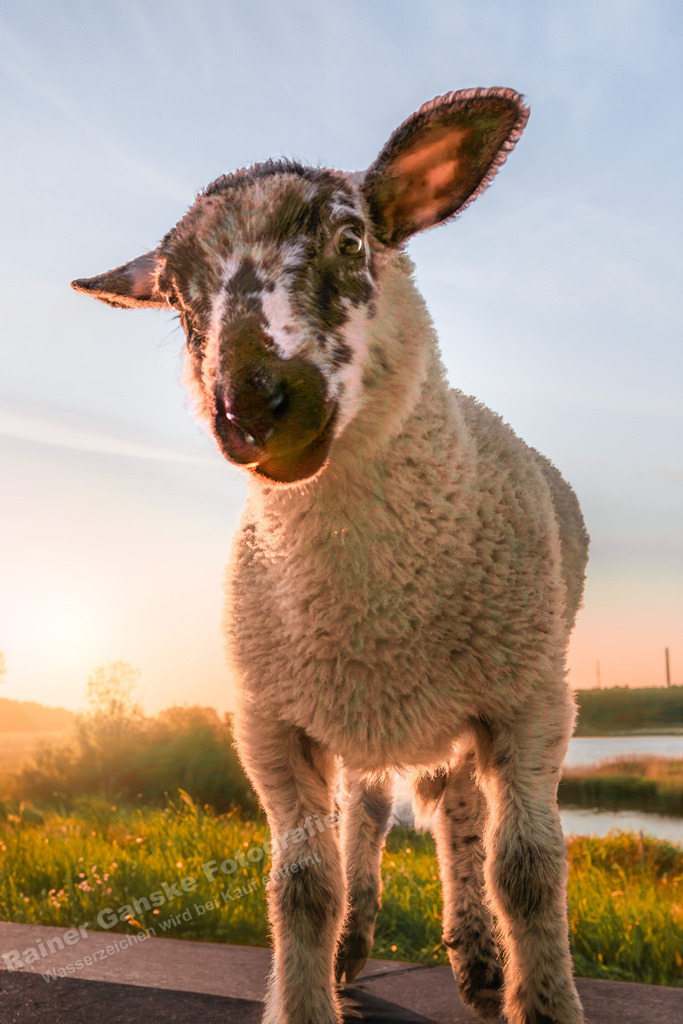 033 Schafe - 28-05-2023 -R Ganske.jpg | Onlineshop mit Bildern von Stränden, Häfen und Meer. Leinwände, Poster, Kalender und andere Materialien erhältlich. Kommerzielle Lizenzen möglich.  - Realisiert mit Pictrs.com