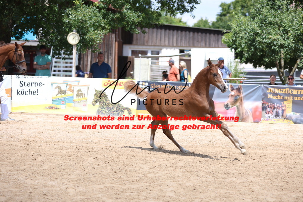 Fohlenschau_Schwäbisch_Hall_springbetonte_Fohlen_KN 54_15 | lmwpictures - Realisiert mit Pictrs.com
