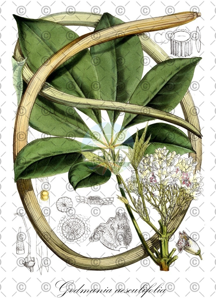 HistAbb_wfo-0001317864_1_ENZY_Simple | Historische Abbildung von Godmania aesculifolia - Bignoniaceae | Historical Illustration of Godmania aesculifolia - Bignoniaceae