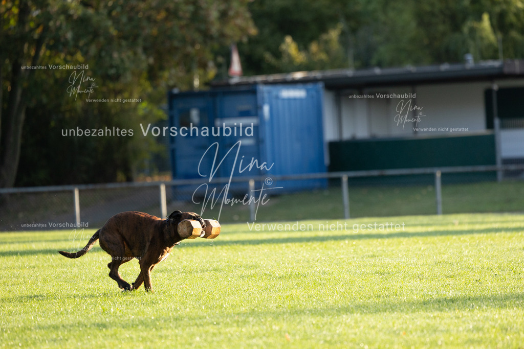 _16A6008 | Einzigartige Fotos von Hunden & Menschen –Actionfotos, Portraits, Vereinsaufnahmen & Paarshootings – authentisch, lebendig & mit Herz.