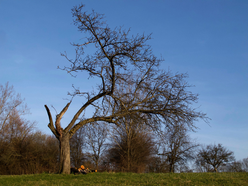 Kraft | Baum - Realisiert mit Pictrs.com