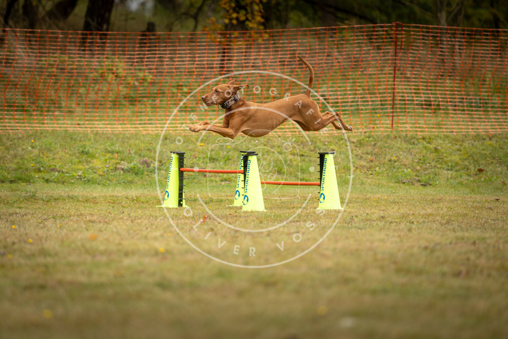 Pfotenfotografie_DV3A2674 | Hundefotografie, Tierfotograf, Pfotenfotografie, Fotoshooting Hund, Hunde Portrait, Hundesport, Hundeportraits, Heideshooting, Hunde, Sportfotograf, Hundefotograf, Turnierhundsport, THS,  - Realisiert mit Pictrs.com