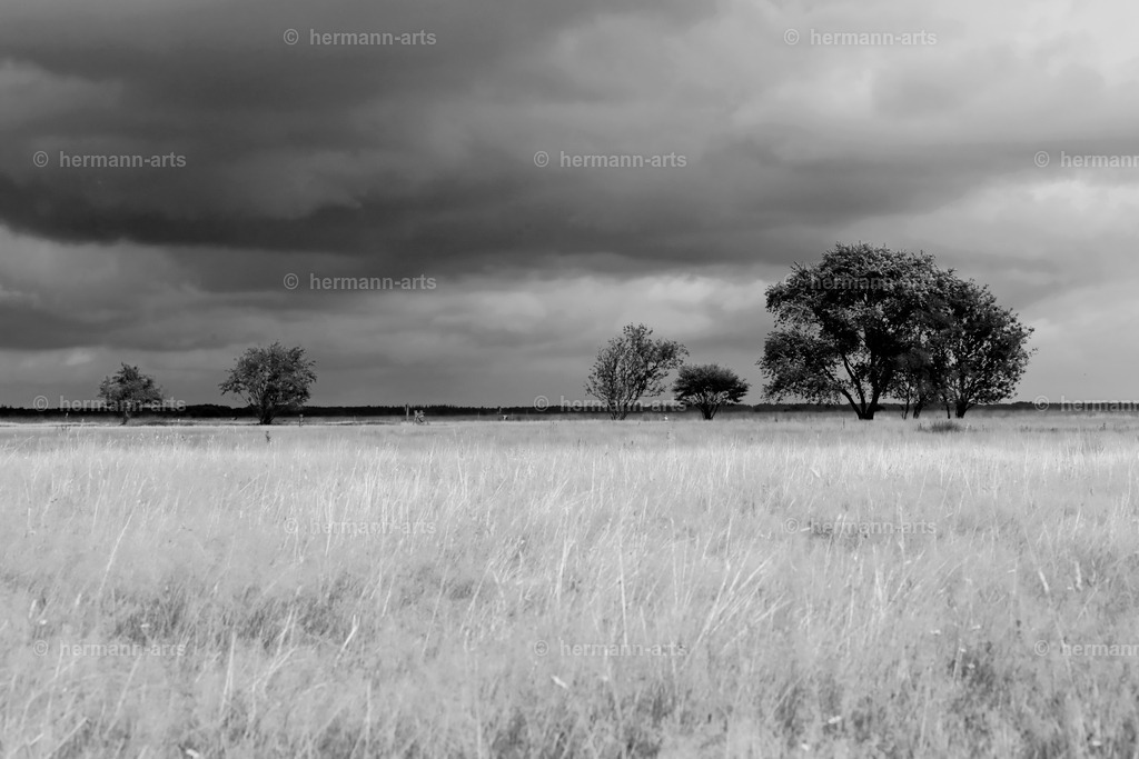 Trees_fine_Art_0044 | Photo Foto Kunst Art schwarzweiss Bilder Rheine Münster Berlin Blumen 