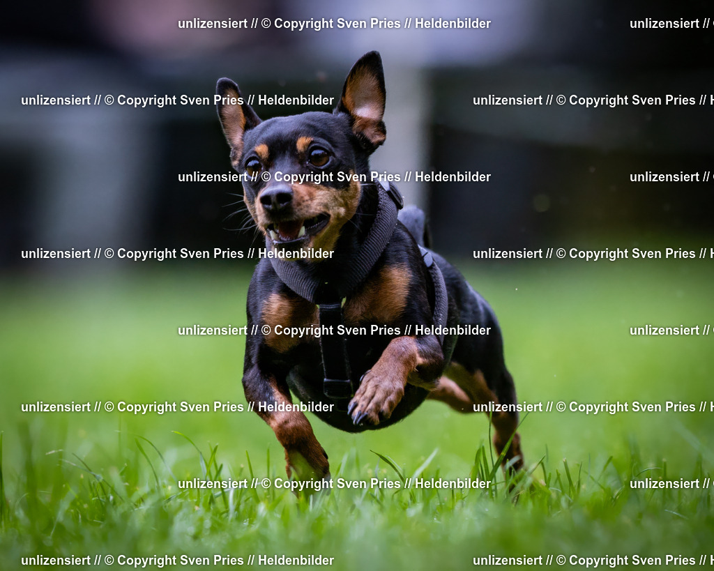 Sven Pries | 2024-10-19 - Hunderennen Ober-Grombach - Realisiert mit Pictrs.com