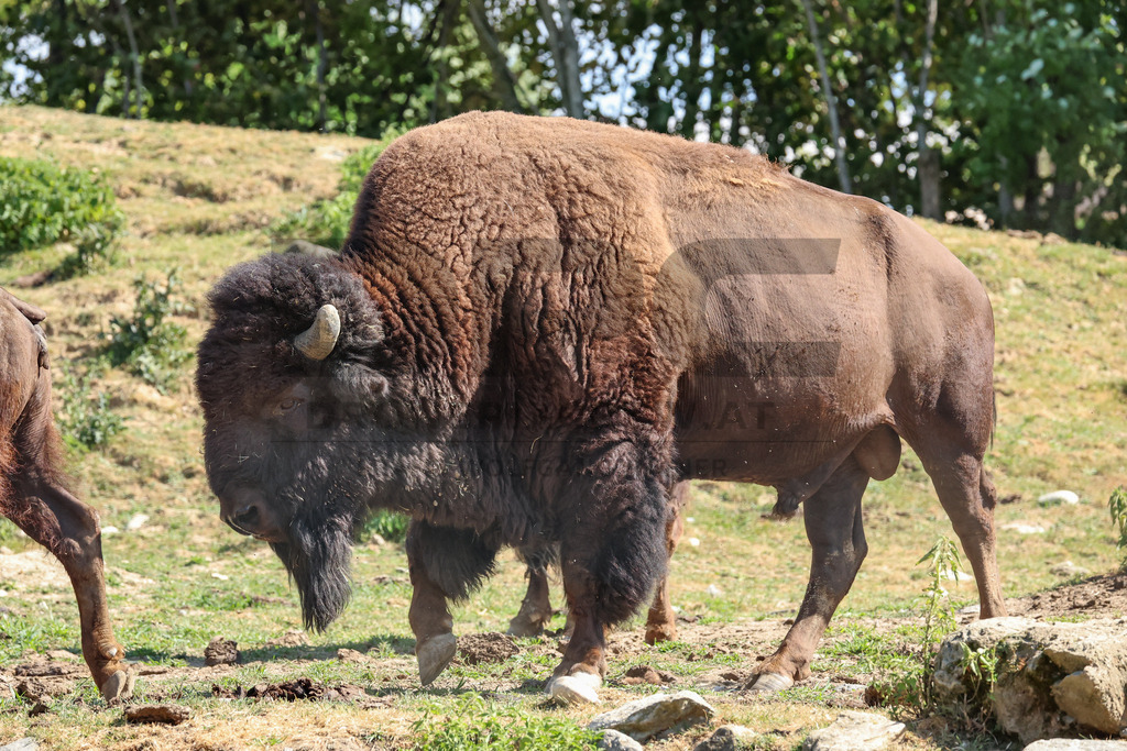 Bisons at Tierpark Herberstein // Bisons im Tierpark Herberstein | Bisons at Tierpark Herberstein in Styria, Austria. The scene shows the powerful animals in their enclosure and highlights their impressive appearance, calm presence and natural behavior in the zoo environment. // Bisons im Tierpark Herberstein in der Steiermark, Österreich. Die Szene zeigt die kraftvollen Tiere in ihrem Gehege und hebt ihr eindrucksvolles Erscheinungsbild, ihre ruhige Präsenz und ihr natürliches Verhalten im Tierpark hervor. - Realisiert mit Pictrs.com