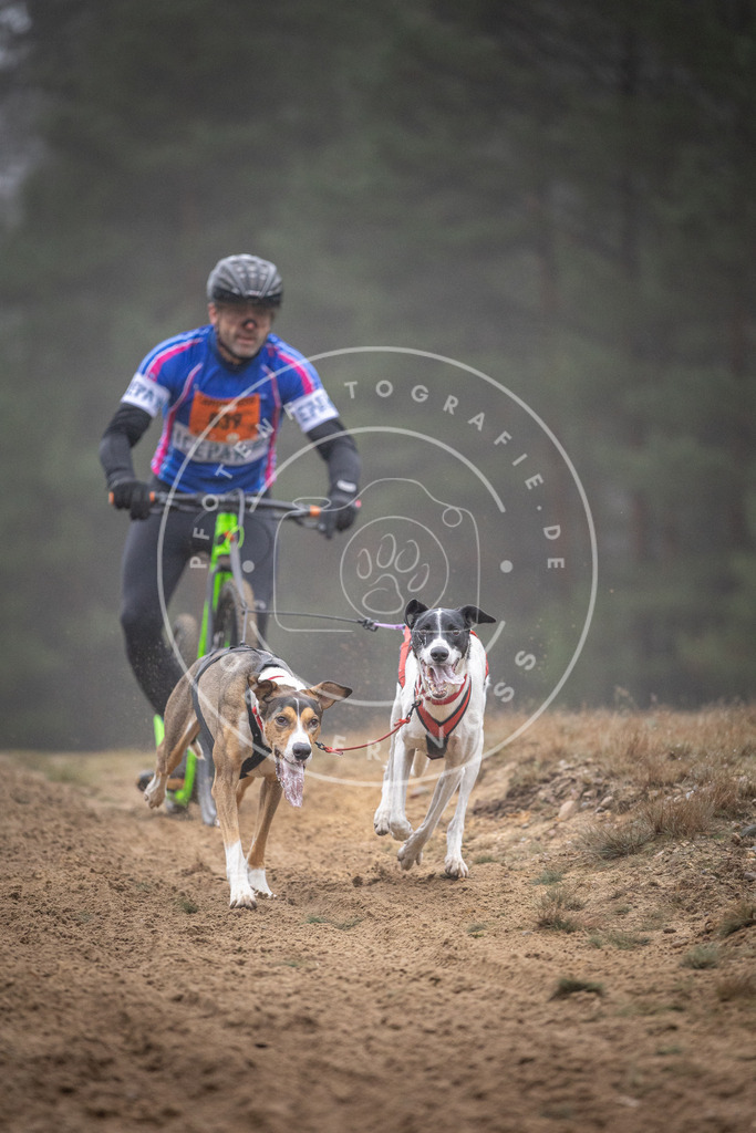Pfotenfotografie_DV3A0878 | Hundefotografie, Tierfotograf, Pfotenfotografie, Fotoshooting Hund, Hunde Portrait, Hundesport, Hundeportraits, Heideshooting, Hunde, Sportfotograf, Hundefotograf, Turnierhundsport, THS,  - Realisiert mit Pictrs.com