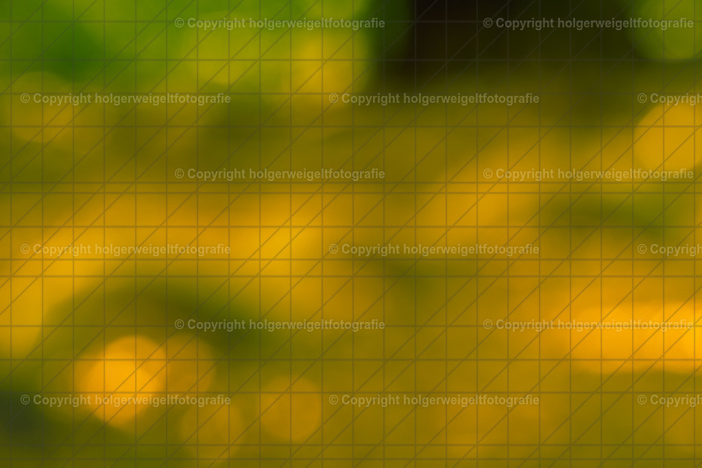 Die Farben des Waldes - oder viel Bokeh ohne Motiv | Kaufen sie online außergewöhnliche Fotografien auf Leinwand Acrylglas Fotoprint Aludibond von holgerweigeltfotografie - Realisiert mit Pictrs.com