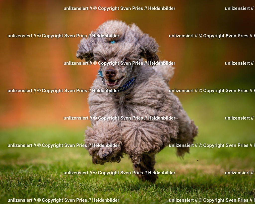 Sven Pries | 2024-09-22 - Hunderennen Baden-BadenPudelverein - Realisiert mit Pictrs.com