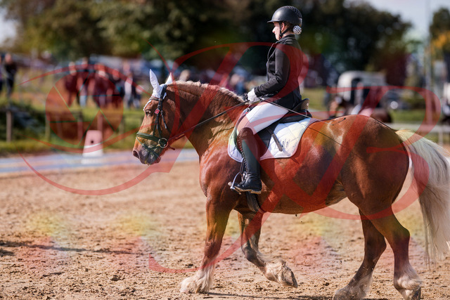 2026_10_03_Siefer-Hof_130215_Z81_55727713 | Professionelle Reitsport-, Turnier- und Eventfotografie von Robert Broda. Galerien mit ausgewählten und bearbeiteten Bildern direkt online ansehen und bestellen.