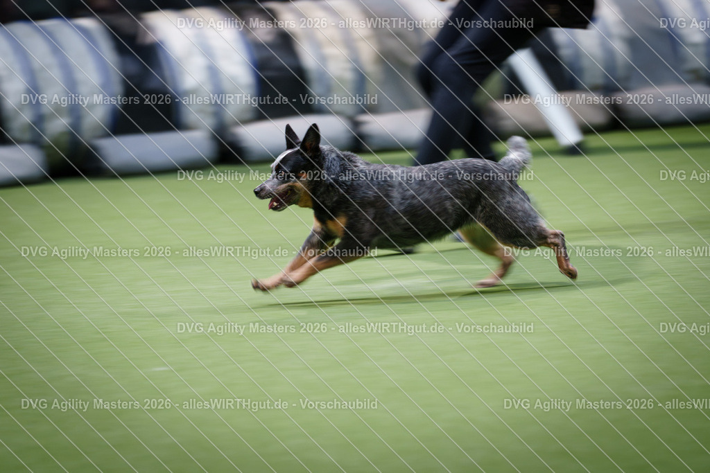 allesWIRTHgut_Tierfotografie-DVG_Agility_Masters_2026-14_25-7R504681 | Professionelle Tierfotografie in Mönchengladbach von Daniel Wirth (allesWIRTHgut). Liebevolle & natürliche Bilder von Hunden & Katzen für unvergessliche Erinnerungen.