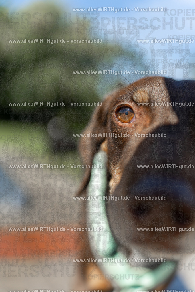 Hundeschwimmen_Volksbad_2026-allesWIRTHgut_Tierfotografie-2609061246-115612-7R500183 | Professionelle Tierfotografie in Mönchengladbach von Daniel Wirth (allesWIRTHgut). Liebevolle & natürliche Bilder von Hunden & Katzen für unvergessliche Erinnerungen.