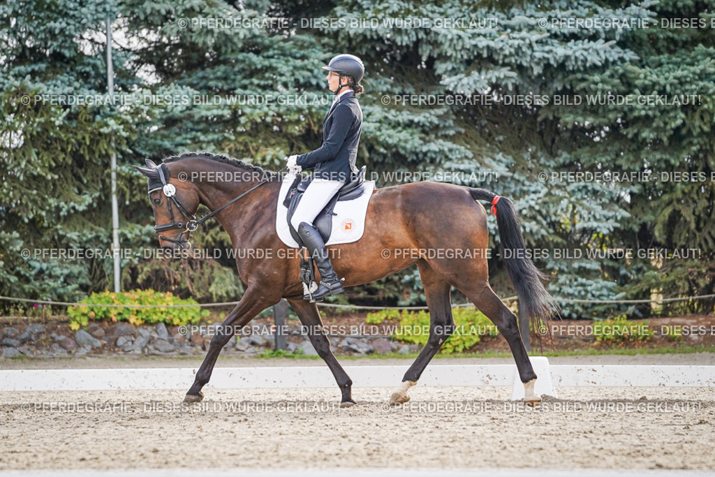 DSC00777 | Pferdegrafie