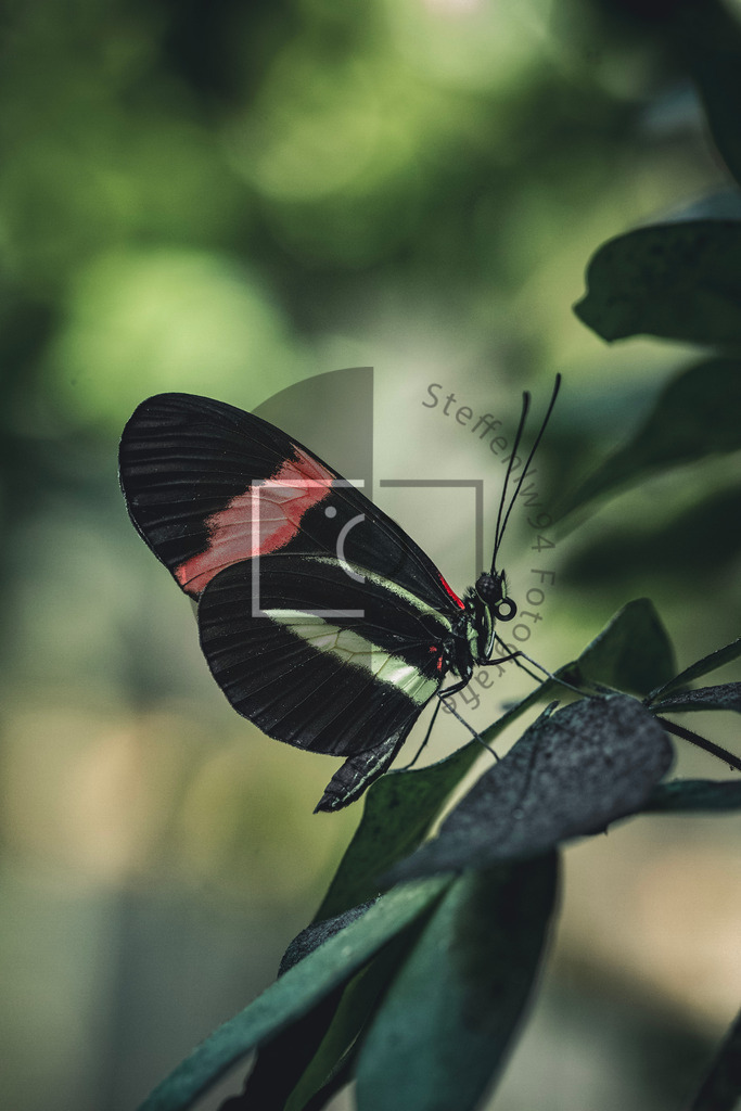 Wandbild Kleiner Kurier | Ich bin Fotograf und auf meiner Webseite hast du die Möglichkeit meine fotografie als Wandbilder druckfertig für dein Zuhause zu bestellten. - Realisiert mit Pictrs.com