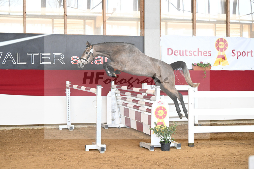 Kat-Nr. 40 Zaphira Blue v. Zaccorado Blue_Walter_7250812 | hf-fotografie - Realizzato con Pictrs.com