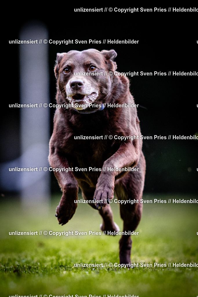 Sven Pries | 2025-10-03 - Hunderennen Obergrombach - Realisiert mit Pictrs.com