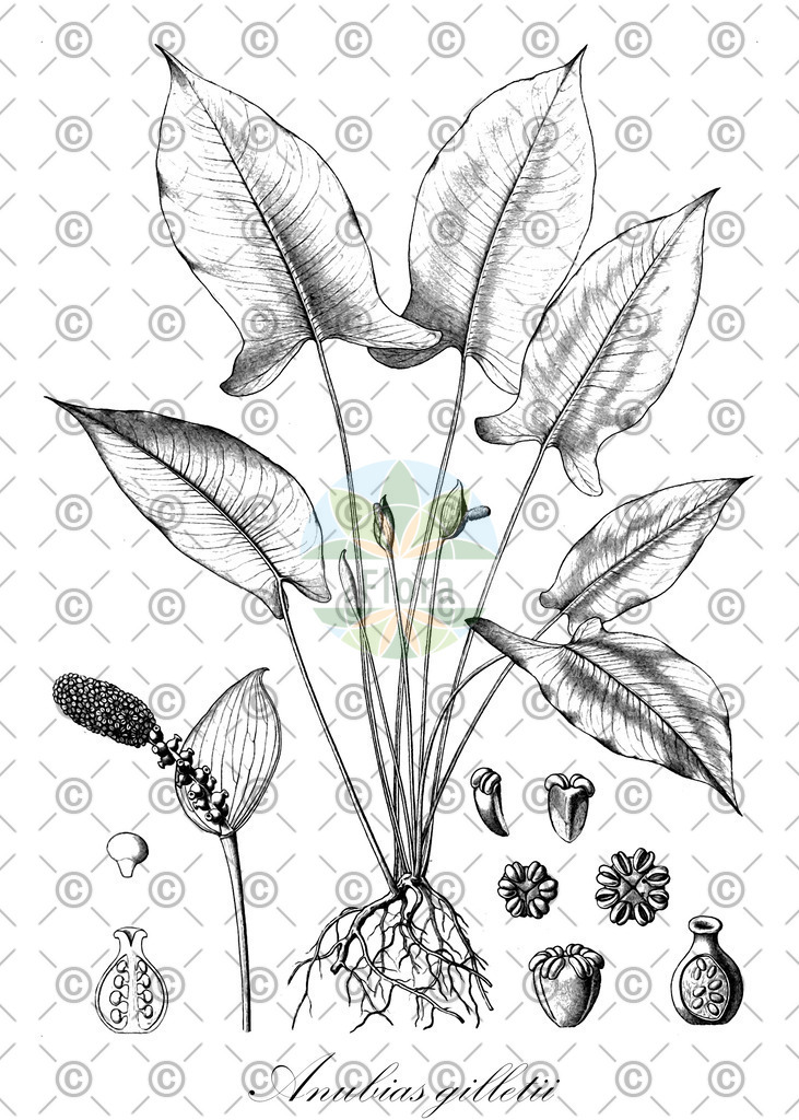 HistAbb_wfo-0000118603_1_ENZY_Simple | Historische Abbildung von Anubias gilletii - Araceae | Historical Illustration of Anubias gilletii - Araceae