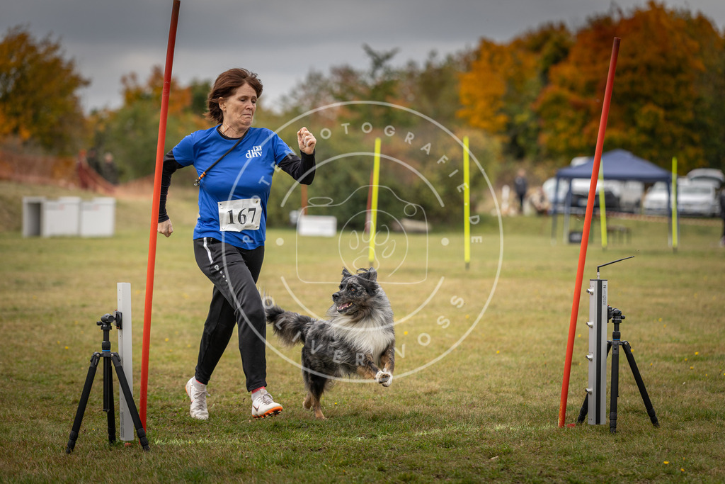 Pfotenfotografie_DV3A6022 | Hundefotografie, Tierfotograf, Pfotenfotografie, Fotoshooting Hund, Hunde Portrait, Hundesport, Hundeportraits, Heideshooting, Hunde, Sportfotograf, Hundefotograf, Turnierhundsport, THS,  - Realisiert mit Pictrs.com