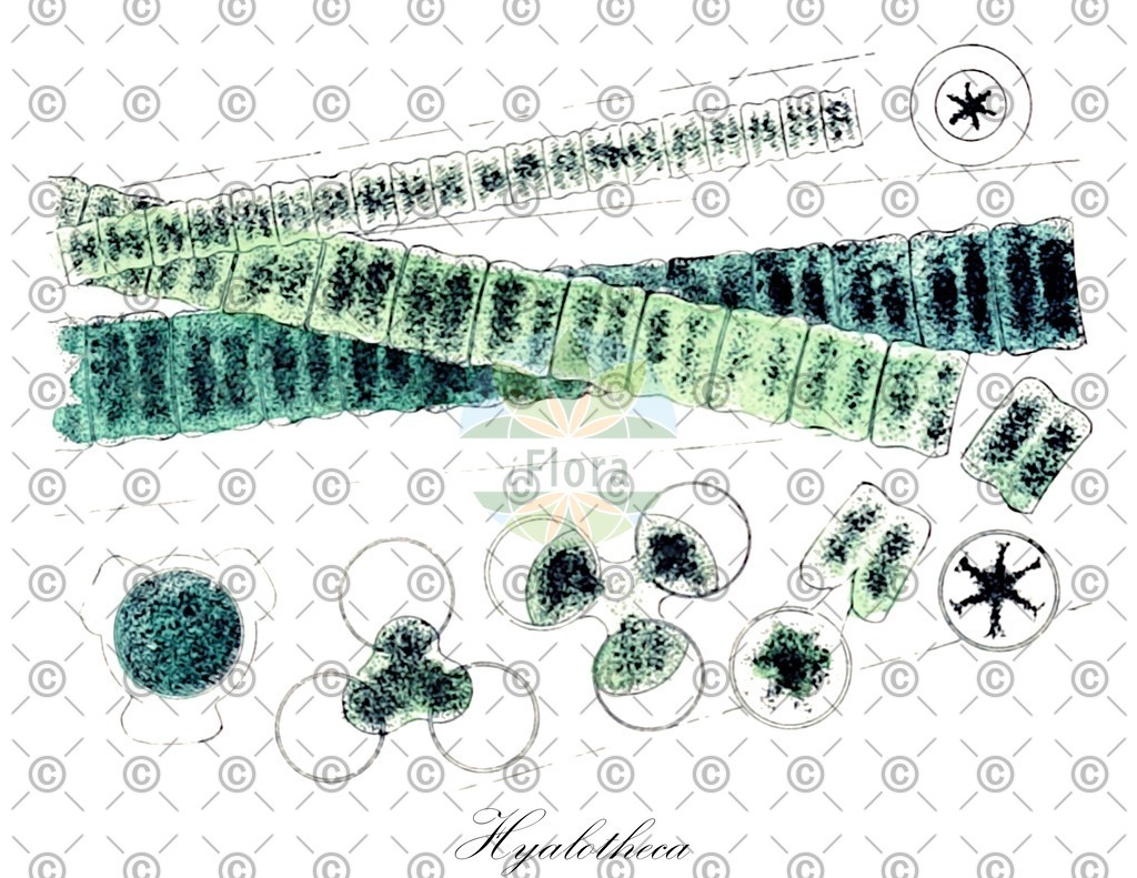 HistAbb_wfo-0000061511_1_ENZY_Simple | Historische Abbildung von Hyalotheca - Desmidiaceae (0) | Historical Illustration of Hyalotheca - Desmidiaceae (0)