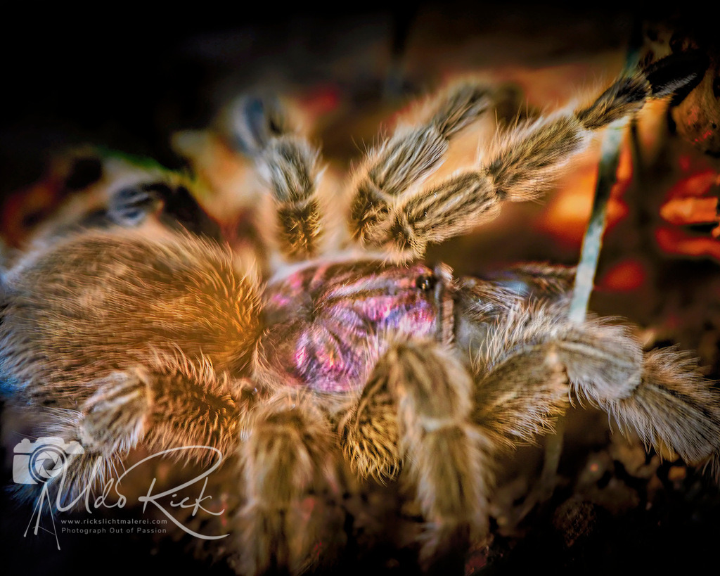 Nightcrawler | Entdecken Sie Fotografie aus Leidenschaft: Auftragsfotografie, HD-Fotos, Geschenkartikel aus Ihren Bildern und vieles mehr. Beauftragen Sie uns für besondere Momente!