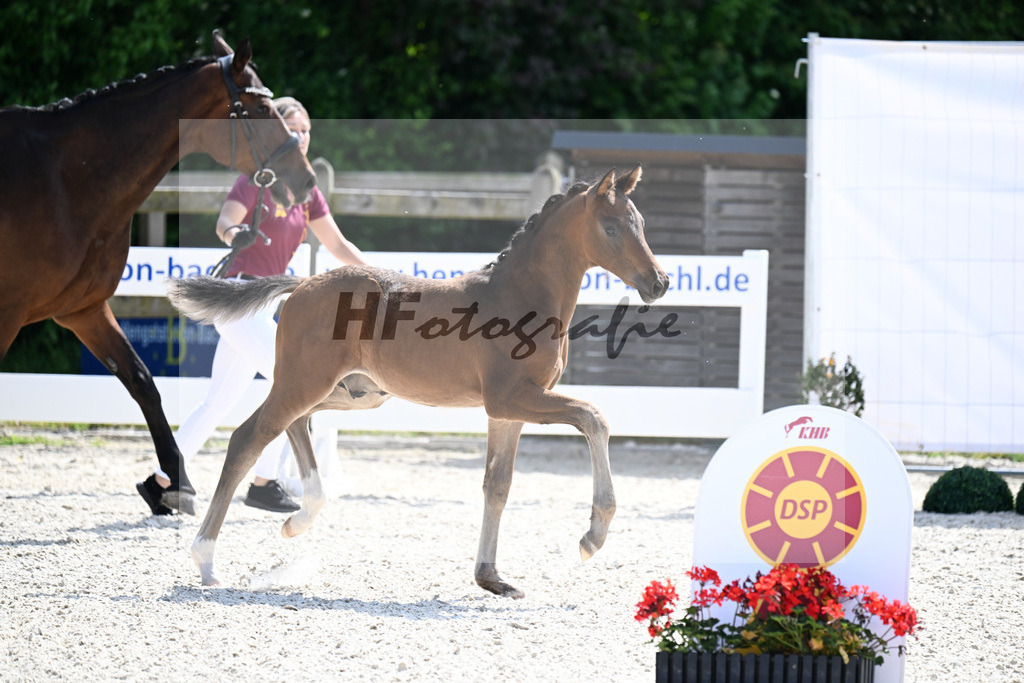 Kat-Nr. 42 Cadeau Noir x Locksley III_HF_Haberl_15251122 | hf-fotografie - Realisiert mit Pictrs.com