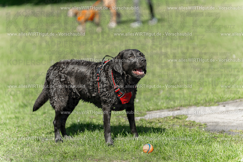 Hundeschwimmen_Volksbad_2026-allesWIRTHgut_Tierfotografie-2609061239-114923-7R500086 | Professionelle Tierfotografie in Mönchengladbach von Daniel Wirth (allesWIRTHgut). Liebevolle & natürliche Bilder von Hunden & Katzen für unvergessliche Erinnerungen.