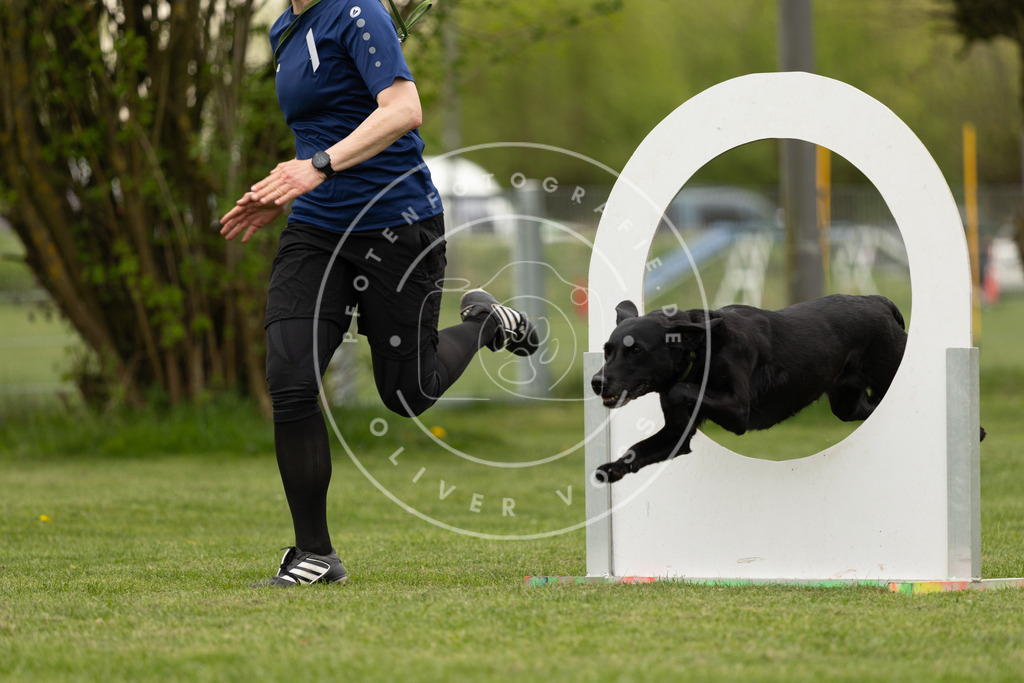 Pfotenfotografie_DV3A9228 | Hundefotografie, Tierfotograf, Pfotenfotografie, Fotoshooting Hund, Hunde Portrait, Hundesport, Hundeportraits, Heideshooting, Hunde, Sportfotograf, Hundefotograf, Turnierhundsport, THS,  - Realisiert mit Pictrs.com