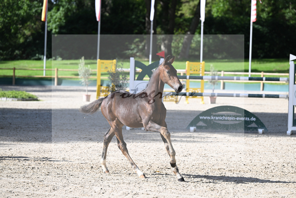 Fohlenauktion Next Chance_49220330 | hf-fotografie - Realisiert mit Pictrs.com