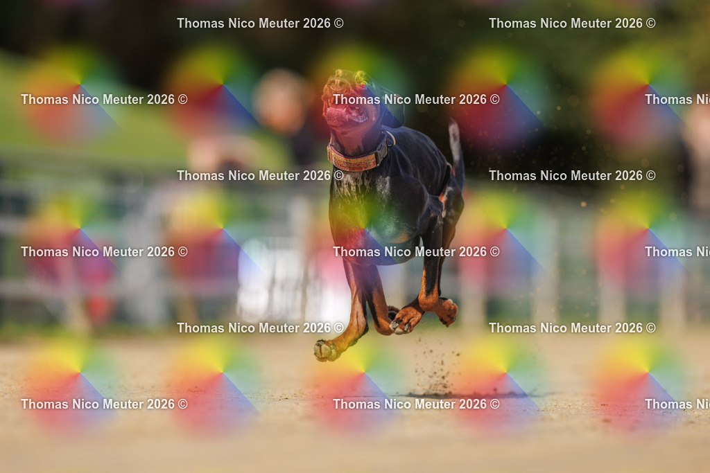 Thomas_Nico_Meuter(C)_03. Oktober 2026_223A3829 | Bild von Thomas Nico Meuter - Realisiert mit Pictrs.com
