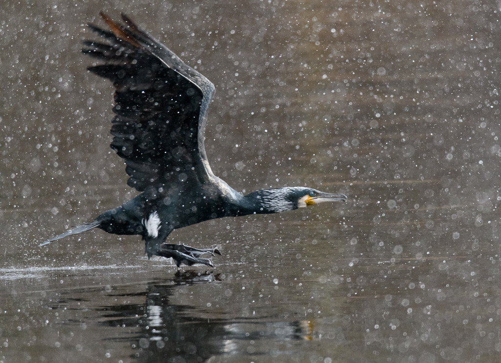 kormoran-2018-066 | Mitten im heftigen Schneegestöber startete dieser Kormoran nach einem Tauchgang im Selker Mühlenteich in Schleswig-Holstein. - Realisiert mit Pictrs.com