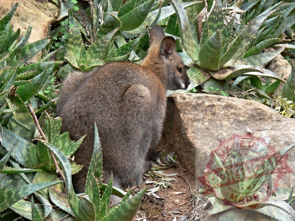 Wallaby standing among aloe vera plants outdoors | Wallaby standing in a natural habitat surrounded by lush aloe vera plants and rocks - Realized with Pictrs.com
