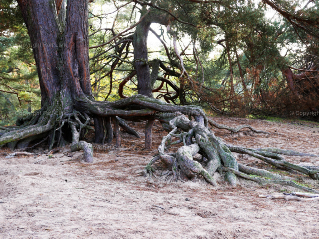 Wurzel_01 | Stockfotos, Fotos mit Miniaturfiguren und kreativen Ideen. Dabei auch vieles aus der Metropolregion Rhein-Neckar. 