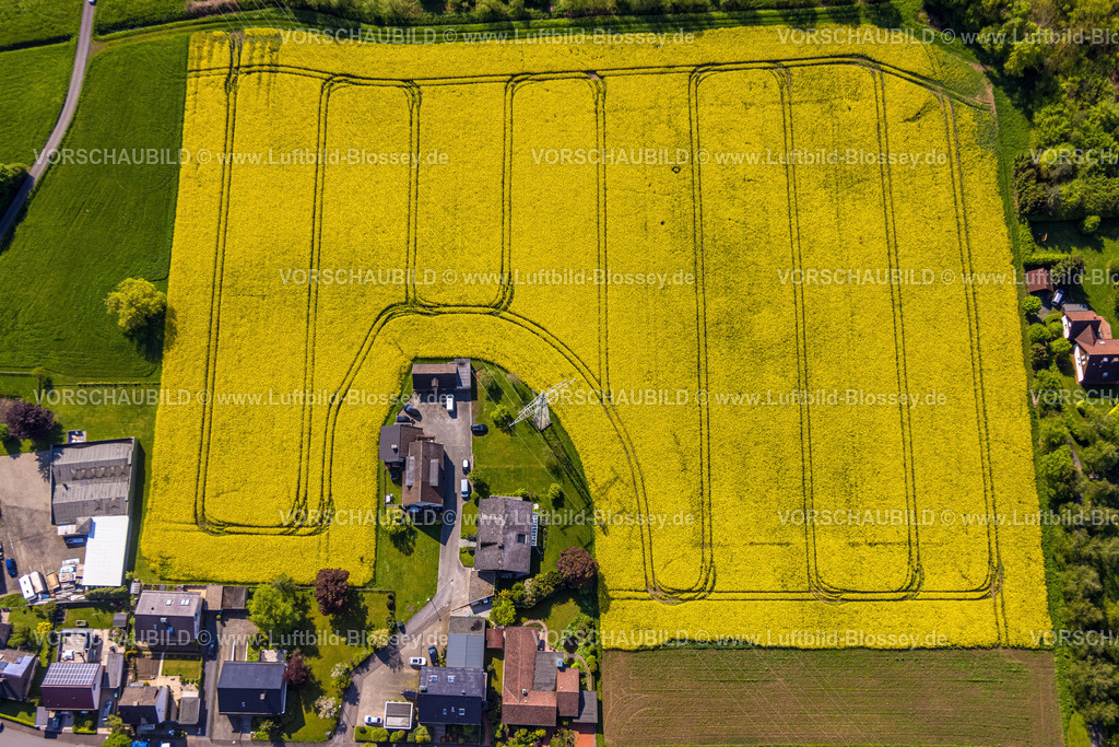 Arnsberg230500165 | Luftbild, Rapsfelder Bellingser Weg, Voßwinkel, Arnsberg, Sauerland, Nordrhein-Westfalen, Deutschland