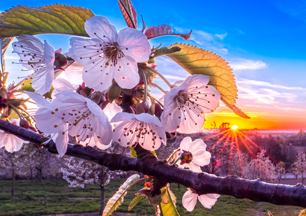 MPI_Blüten_0033 | Kirschblüte bei Appenweier - Realisiert mit Pictrs.com