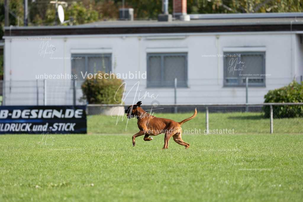 _16A6803 | Einzigartige Fotos von Hunden & Menschen –Actionfotos, Portraits, Vereinsaufnahmen & Paarshootings – authentisch, lebendig & mit Herz.
