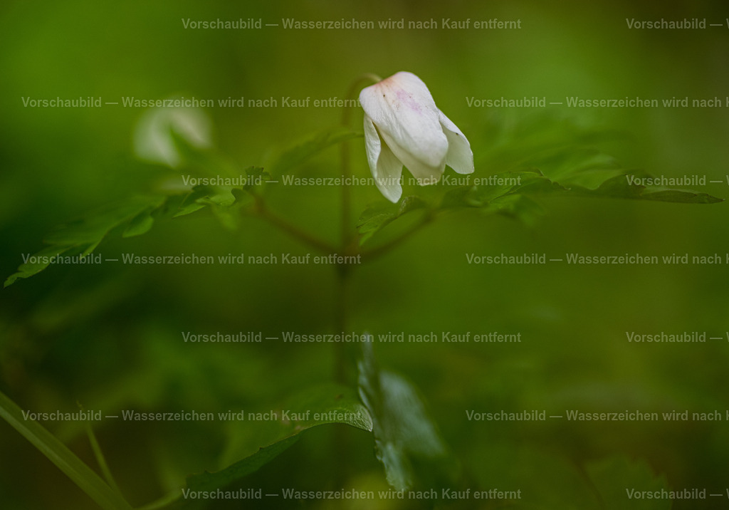 Buschwindröschen | mit Bokeh - Realisiert mit Pictrs.com