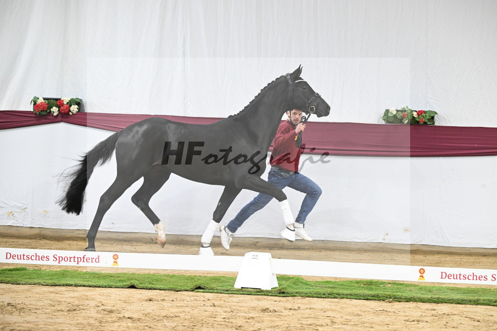 Kat-Nr. 58 Feliciano x San Amour I_Ida Vavrikova_47252165 | hf-fotografie - Realisiert mit Pictrs.com
