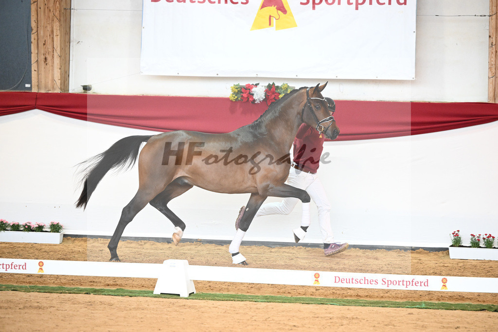 Kat-Nr. 55 Va Bene x Goldberg_Kuntz_43230533 | hf-fotografie - Realisiert mit Pictrs.com