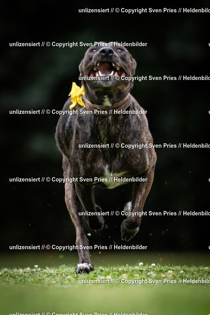 Sven Pries | 19. Allgemeines Hunderennen Karlsruhe Durlach - Realisiert mit Pictrs.com