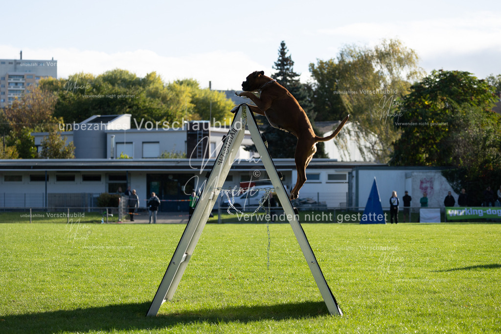 _16A4808 | Einzigartige Fotos von Hunden & Menschen –Actionfotos, Portraits, Vereinsaufnahmen & Paarshootings – authentisch, lebendig & mit Herz.