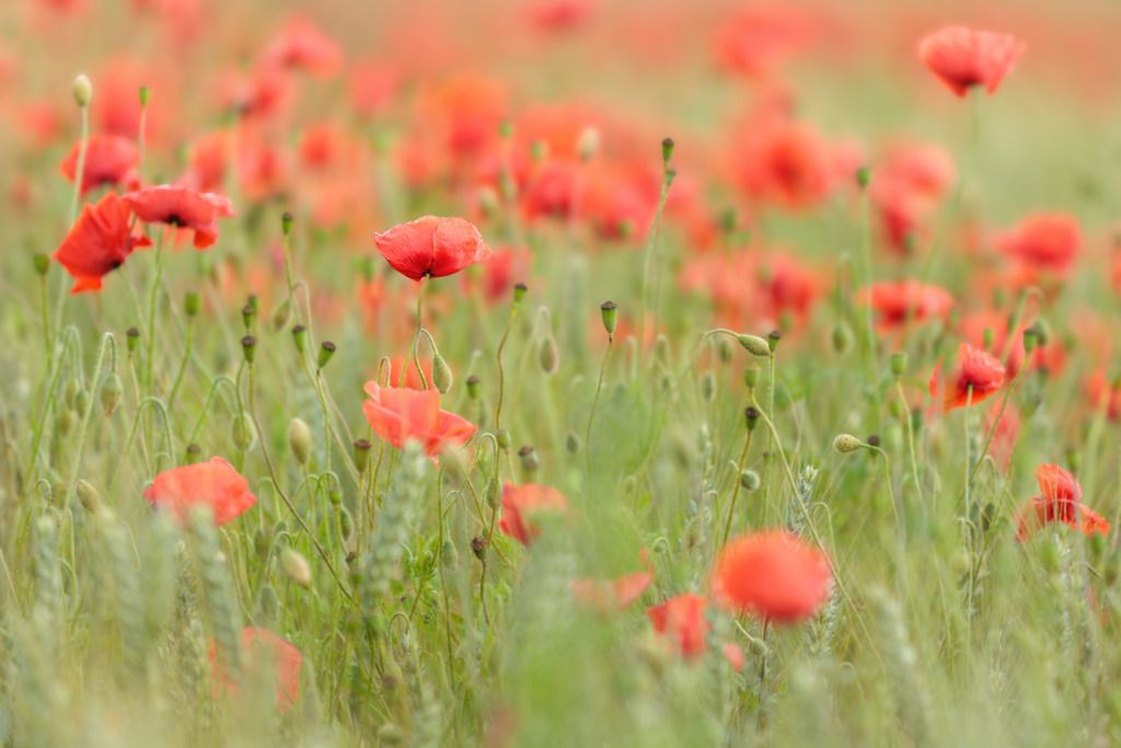 Wandbild- Im Land der Mohnblüten | Dieses Wandbild bringt die zarte Schönheit eines sommerlichen Mohnfeldes in dein Zuhause. Die leuchtend roten Blüten tanzen inmitten sanfter Grüntöne im weichen Licht eines frühen Tages oder ruhigen Nachmittags. Die natürliche Unschärfe im Hintergrund verstärkt die Leichtigkeit und Tiefe des Motivs und schafft eine traumhafte, fast poetische Stimmung. Perfekt geeignet für Wohnräume, Schlafzimmer, Wartebereiche oder Praxen mit einem Sinn für Natürlichkeit und Ruhe.