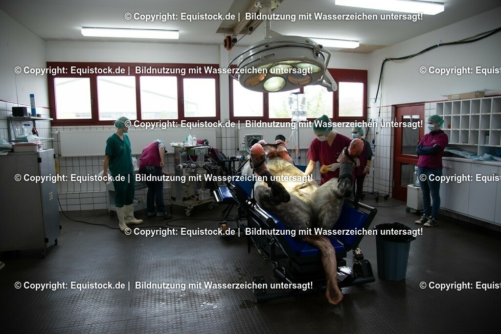 20191022_Kolik_OP_0010 | equistock