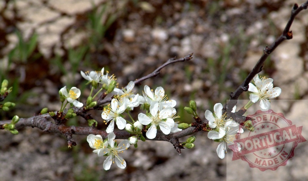Delicate white flowers blooming on a branch in spring | Closeup of white flowers blooming on a branch in spring, representing new life and beauty of nature - Realized with Pictrs.com