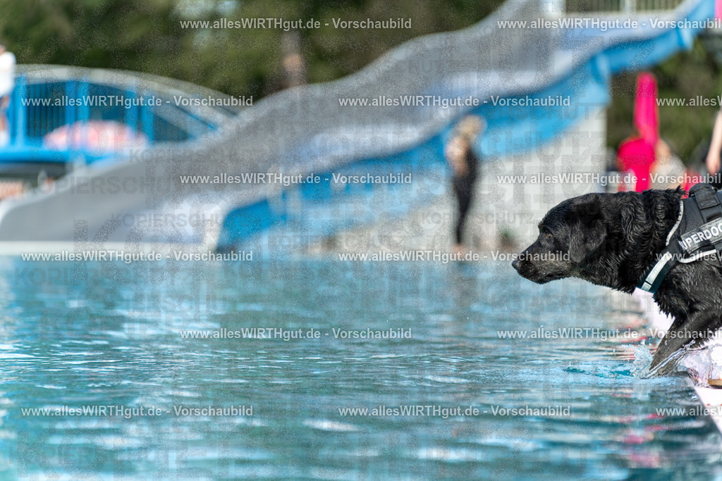 Hundeschwimmen_Volksbad_2026-allesWIRTHgut_Tierfotografie-2609061501-7R501284 | Professionelle Tierfotografie in Mönchengladbach von Daniel Wirth (allesWIRTHgut). Liebevolle & natürliche Bilder von Hunden & Katzen für unvergessliche Erinnerungen.