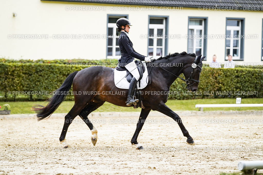 DSC07696 | Pferdegrafie