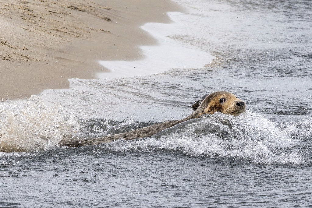 Kegelrobbe gleitet dynamisch durch die Brandung vor Texel: Actionaufnahme im Nordseewasser | Eine Kegelrobbe schwimmt mit hoher Geschwindigkeit durch das aufspritzende Küstenwasser direkt an der Sandbank einer Nordseeinsel vor Texel. Das dynamische Aktionsfoto fängt den Kopf und den Körper des Meeressäugers inmitten von weißem Gischt- und Wellenschaum ein. Die ausdrucksstarke Momentaufnahme aus dem Nationalpark Wattenmeer eignet sich ideal für redaktionelle Berichte über Tierwelt, Fauna der Nordsee, Artenschutz, Meeresbiologie und Naturfotografie in den Niederlanden. - Realisiert mit Pictrs.com