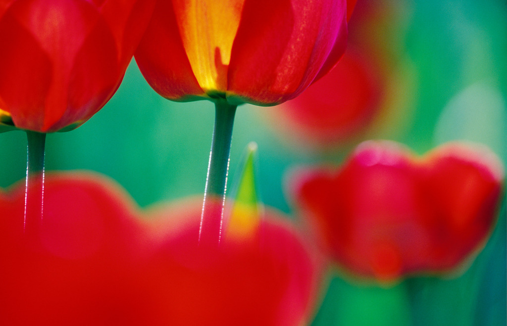 Rote Tulpen im Gartenbeet | Austria - April 28, 2009: Rote Tulpen im Gartenbeet. - Realisiert mit Pictrs.com