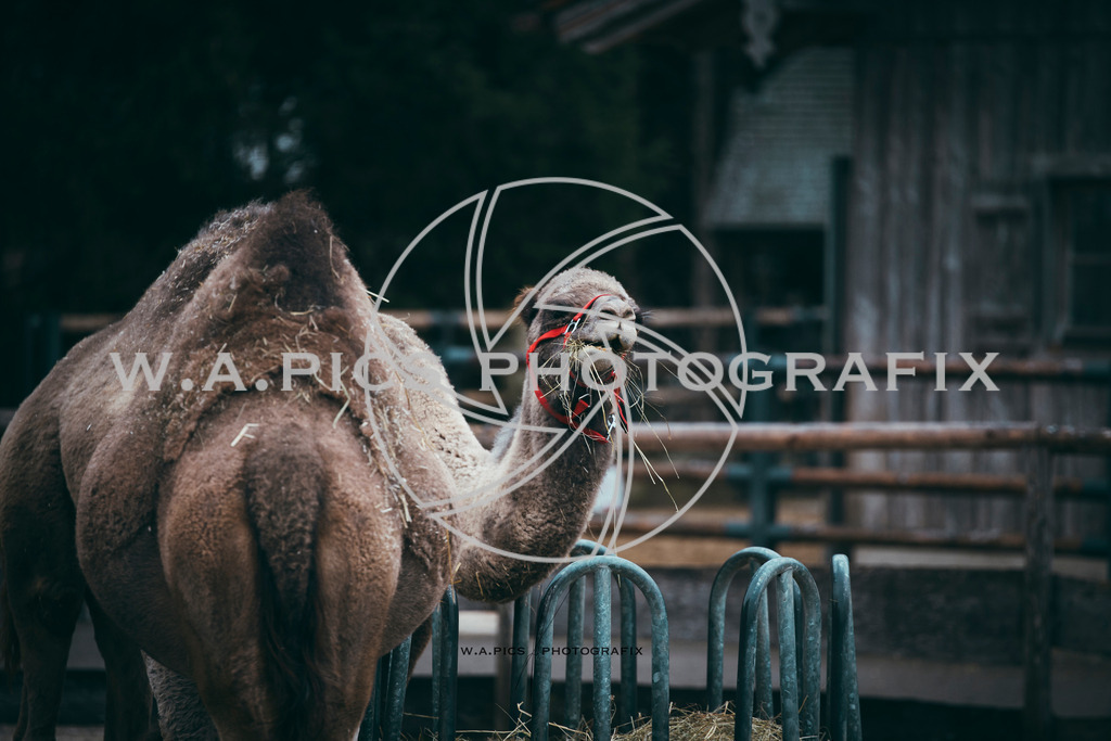 A-Willdoner_20251223_308 | Sport-,  Presse- und Eventbegleitung!
Contact me !
