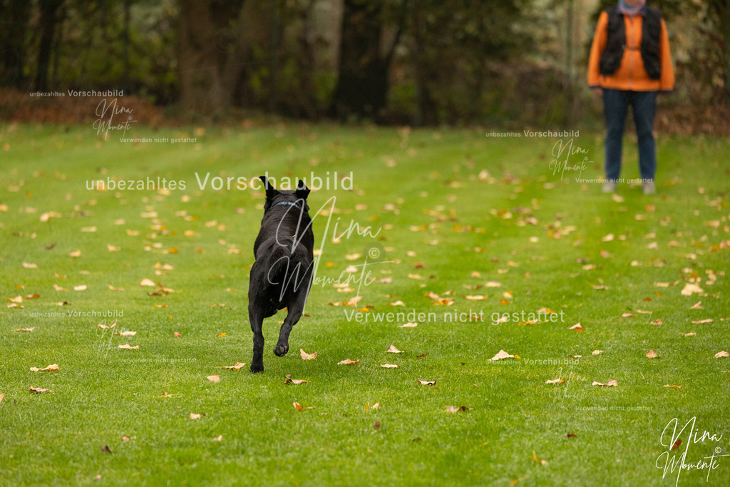 _16A0541 | Einzigartige Fotos von Hunden & Menschen –Actionfotos, Portraits, Vereinsaufnahmen & Paarshootings – authentisch, lebendig & mit Herz.